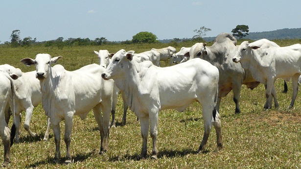 Cruz Das Almas Aten O Fazendeiros Vem A O Leil O De Gados De Corte